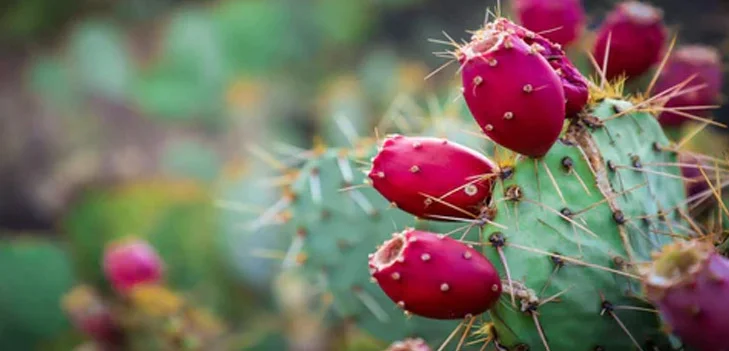 Prickly Pear Extract