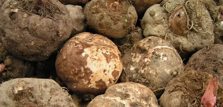 Konjac Extract Fiber