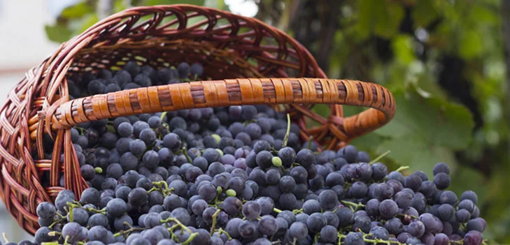 Resveratrol Extract